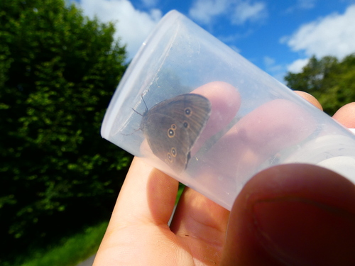 Photo of Ringlet (Aphantopus hyperantus)