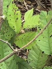 Xanthogaleruca luteola