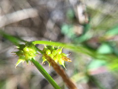 Carex viridula