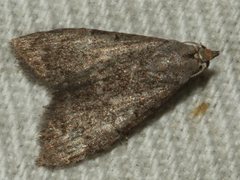 Nola pleurosema