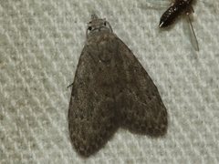 Nola pleurosema
