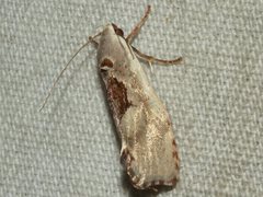 Tymbophora peltastis
