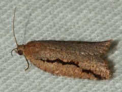 Meritastis