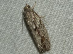 Agriophara leptosemela