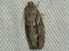 Agriophara leptosemela