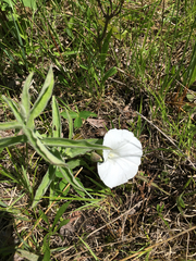 Calystegia spithamaea