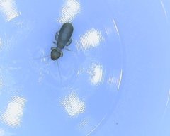 Liposcelididae