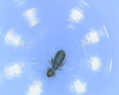 Liposcelididae
