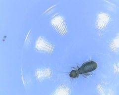 Liposcelididae