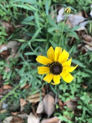 Rudbeckia hirta