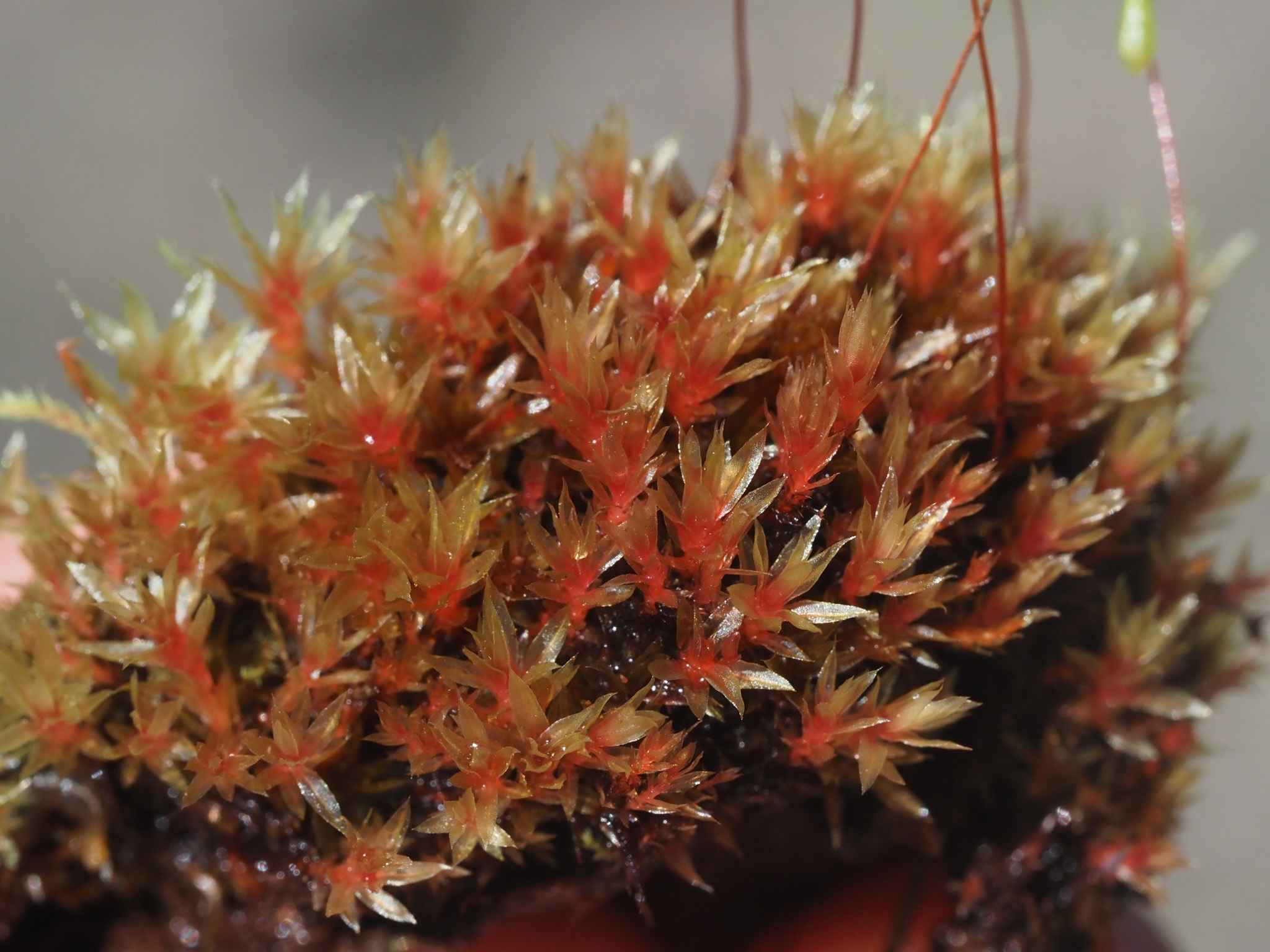 Ptychostomum pallens