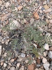 Astragalus minthorniae