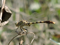 Arigomphus submedianus