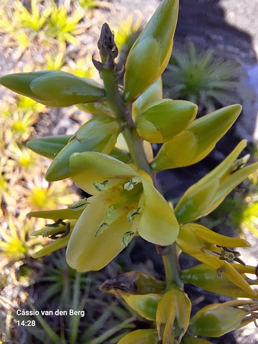 Encholirium gracile