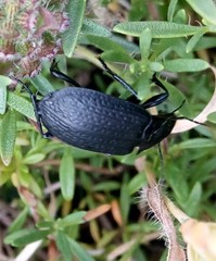 Licinus