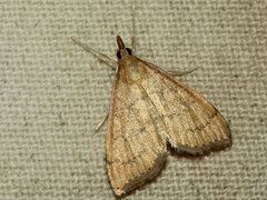 Metasia dicealis