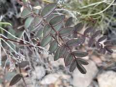 Astragalus minthorniae