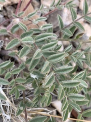 Astragalus minthorniae