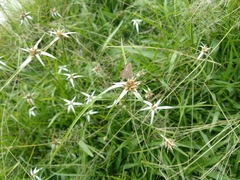 Hemiargus hanno hanno