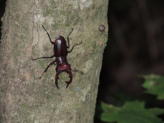 Lucanus elaphus