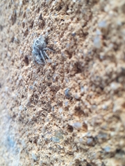 Oxyopes heterophthalmus