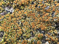 Flavoplaca flavocitrina