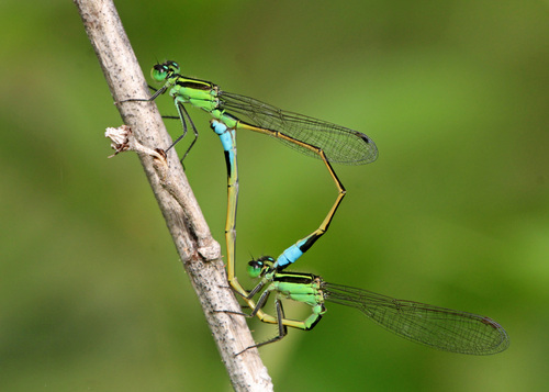 Rambur's Forktail, photo 4 of 7