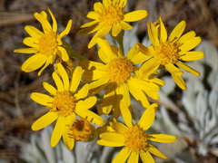Packera candidissima