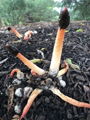 Phallus rubicundus