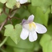 Ivy-leaved Toadflax - Photo (c) skyev, some rights reserved (CC BY-NC)