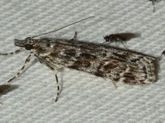 Scoparia syntaracta