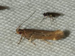 Macrobathra nephelomorpha