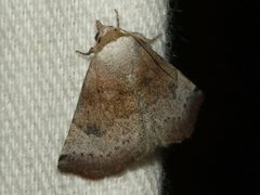 Mataeomera mesotaenia