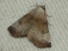 Mataeomera mesotaenia