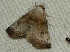 Mataeomera mesotaenia