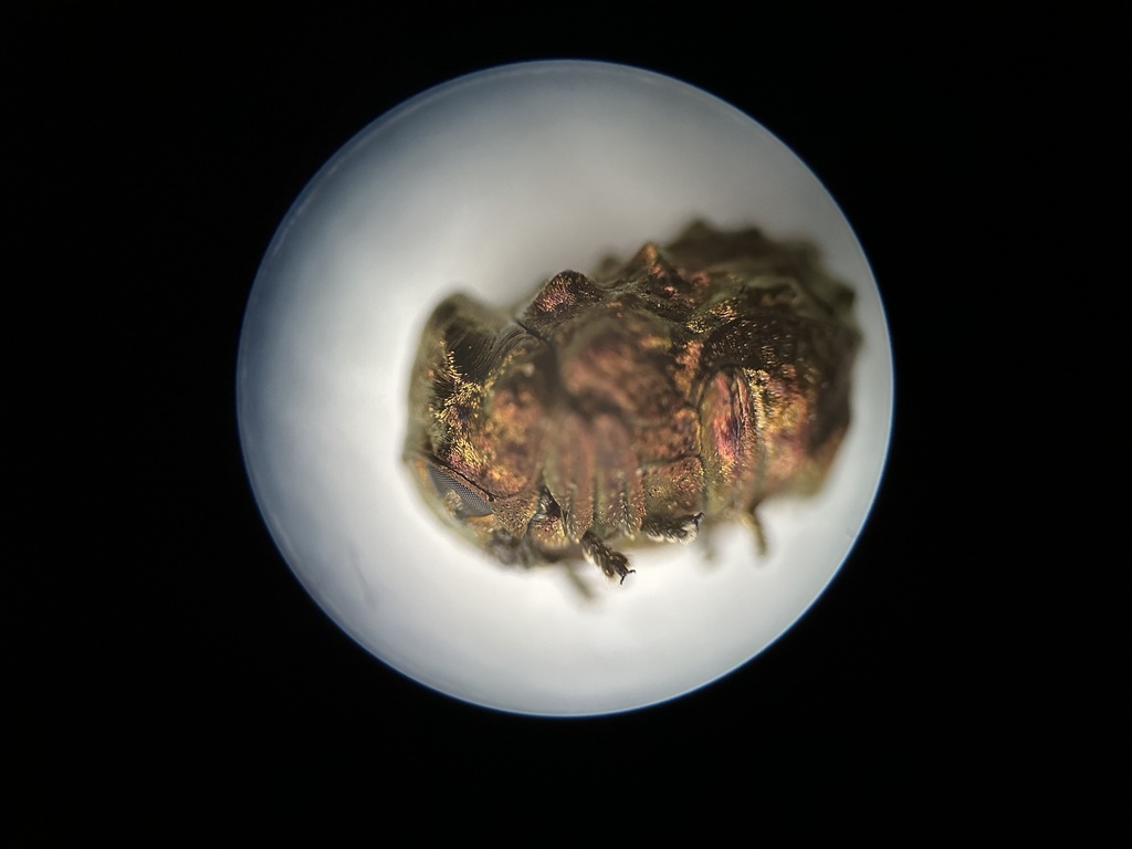 Neochlamisus tuberculatus