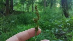 Carex laevivaginata