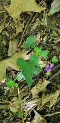 Viola triloba