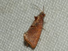 Glyphidoptera insignana