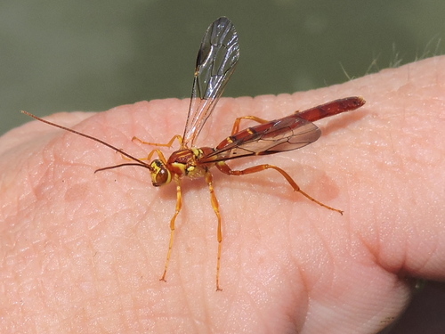 Greene's Giant Ichneumonid Wasp photo 5