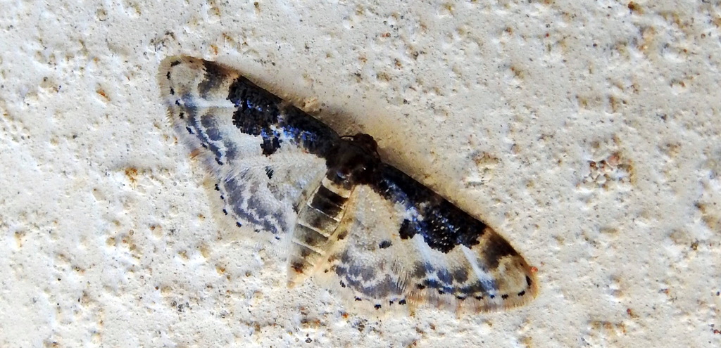 Idaea mustelata