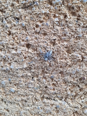 Oxyopes heterophthalmus