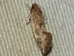 Syncometes vilis