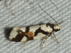 Machetis aphrobola