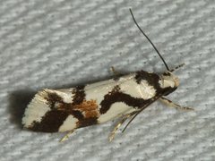 Machetis aphrobola