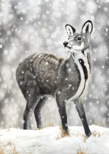 Anhui Musk Deer (Moschus anhuiensis) — Endangered Mammalia