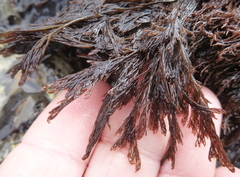 Microcladia borealis