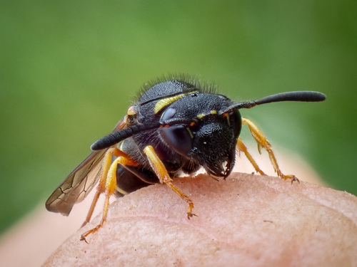 Odynerus spinipes (Linnaeus, 1758)