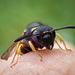Spiny Mason Wasp - Photo (c) Experience Matters, some rights reserved (CC BY-NC), uploaded by Experience Matters