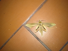 Xylophanes loelia